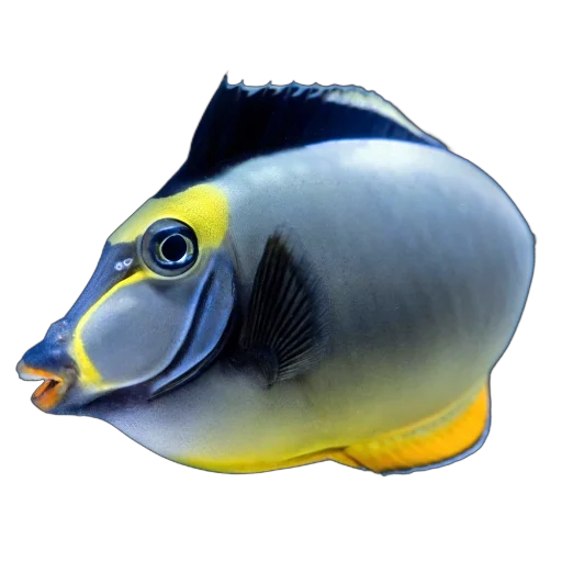 🐟 Стикер «Жители океана» для Telegram
