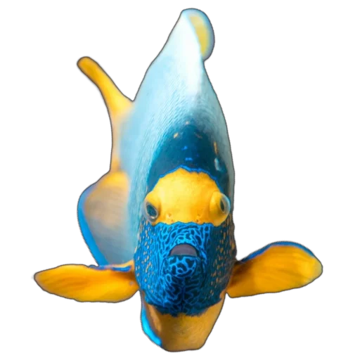 🐠 Стикер «Жители океана» для Telegram