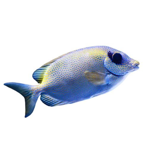 🐟 Стикер «Жители океана» для Telegram