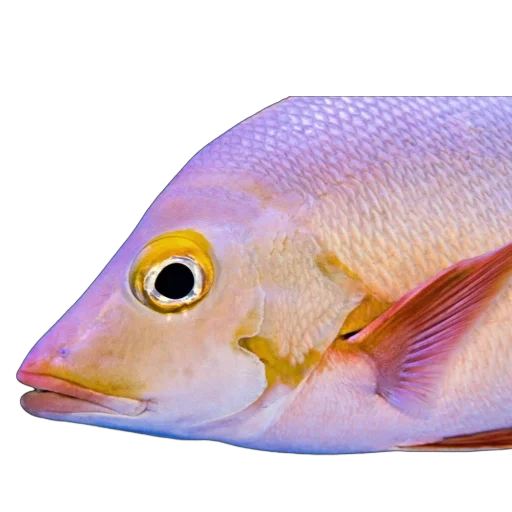 🐟 Стикер «Жители океана» для Telegram