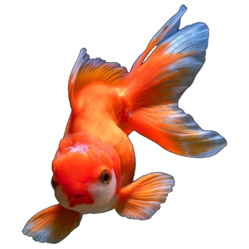 🐠 Стикер «Жители океана» для Telegram