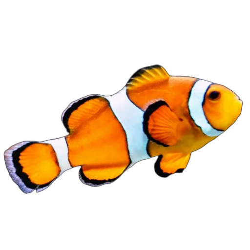 🐟 Стикер «Жители океана» для Telegram