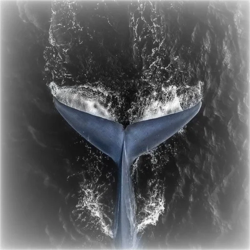 🌟 Стикер «море океан» для Telegram