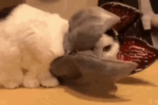🐈 Стикер «Очень странные дела» для Telegram