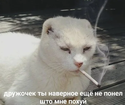 😑 Стикер «Сборник мемов» для Telegram