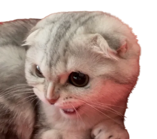 😾 Стикер «Сборник мемов» для Telegram