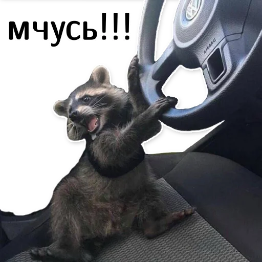 🏃‍♀️ Стикер «offensive_raccoons» для Telegram
