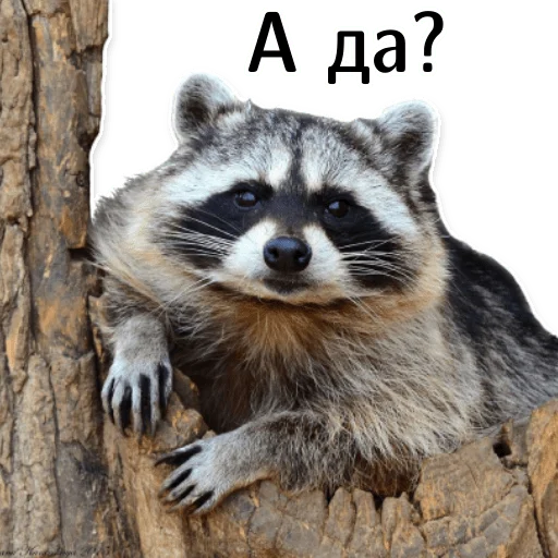 🤨 Стикер «offensive_raccoons» для Telegram