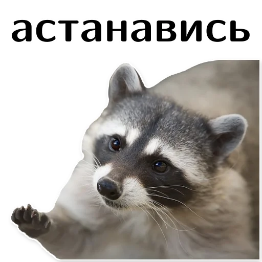 ⛔️ Стикер «offensive_raccoons» для Telegram