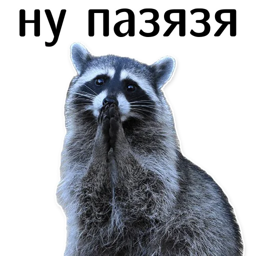 🙏 Стикер «offensive_raccoons» для Telegram