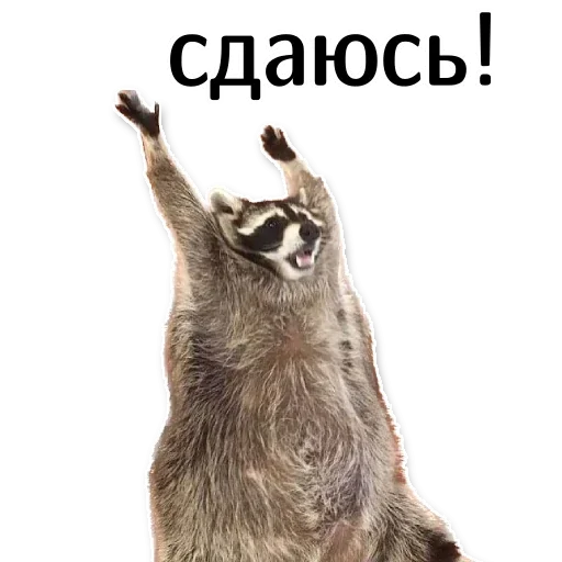 🙌 Стикер «offensive_raccoons» для Telegram