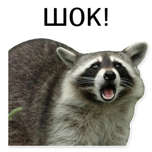 😱 Стикер «offensive_raccoons» для Telegram