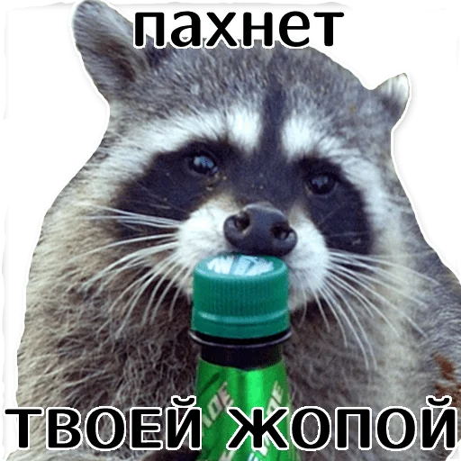 🍾 Стикер «offensive_raccoons» для Telegram