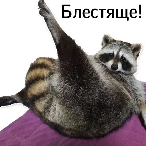👏 Стикер «offensive_raccoons» для Telegram