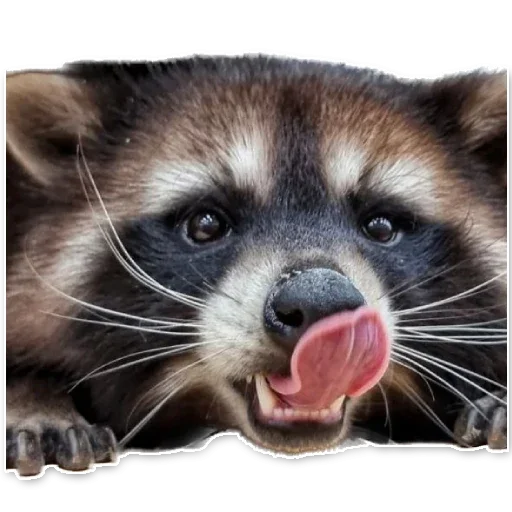😍 Стикер «offensive_raccoons» для Telegram