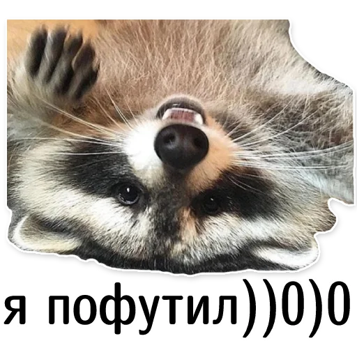 🤭 Стикер «offensive_raccoons» для Telegram