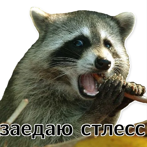 😬 Стикер «offensive_raccoons» для Telegram