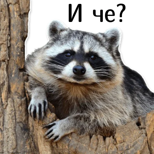 🤨 Стикер «offensive_raccoons» для Telegram