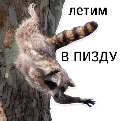 🤯 Стикер «offensive_raccoons» для Telegram