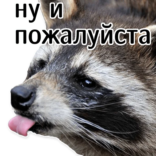 ☹️ Стикер «offensive_raccoons» для Telegram