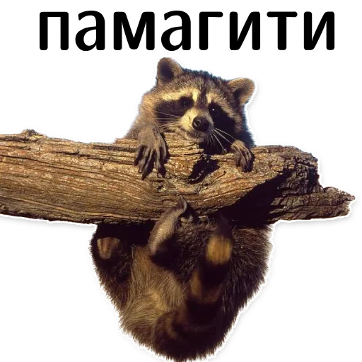 🥵 Стикер «offensive_raccoons» для Telegram