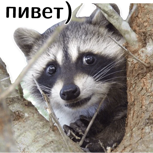 Стикерпак offensive_raccoons для Telegram