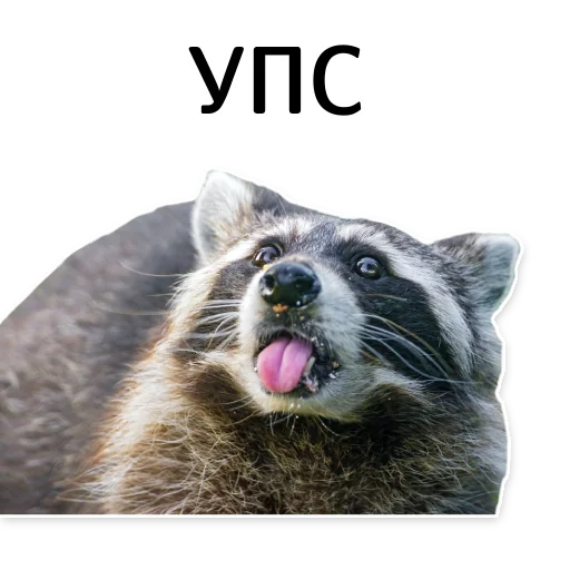🙃 Стикер «offensive_raccoons» для Telegram