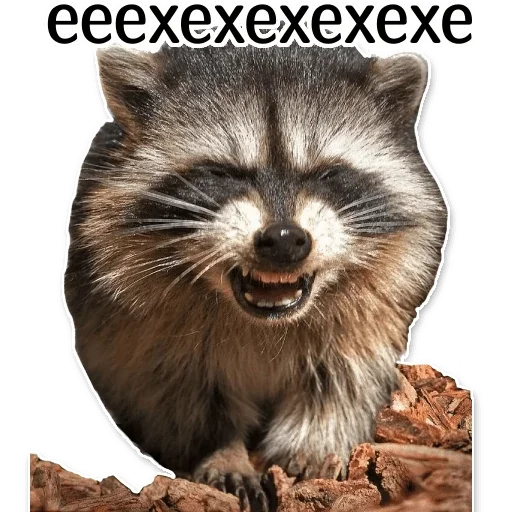😆 Стикер «offensive_raccoons» для Telegram