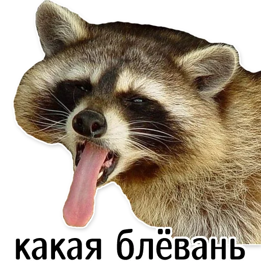 🤮 Стикер «offensive_raccoons» для Telegram