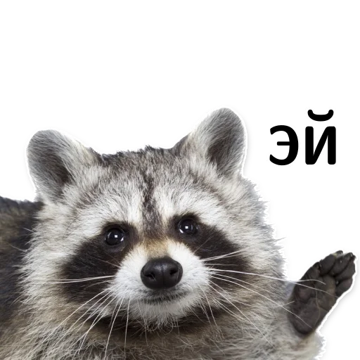 ☹️ Стикер «offensive_raccoons» для Telegram