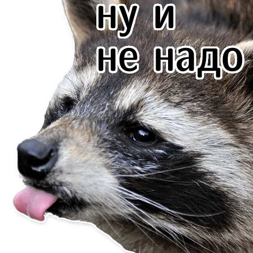 ☹️ Стикер «offensive_raccoons» для Telegram