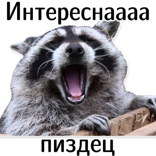🥱 Стикер «offensive_raccoons» для Telegram
