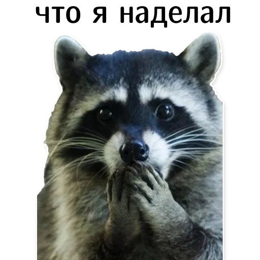 😦 Стикер «offensive_raccoons» для Telegram