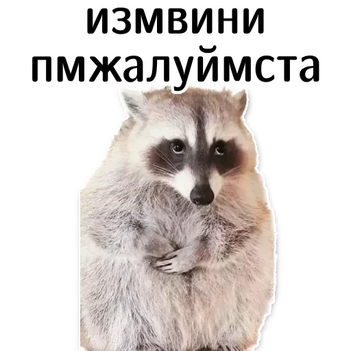 🙏 Стикер «offensive_raccoons» для Telegram