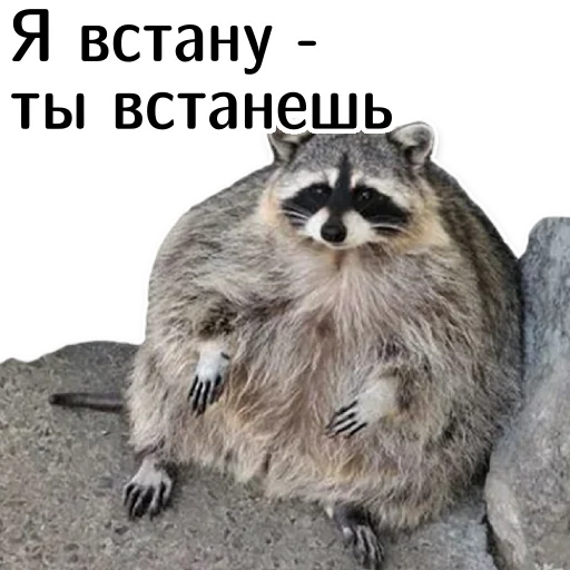 👊 Стикер «offensive_raccoons» для Telegram