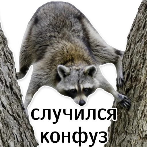 😬 Стикер «offensive_raccoons» для Telegram