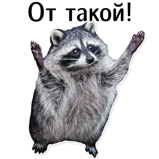 🤏 Стикер «offensive_raccoons» для Telegram