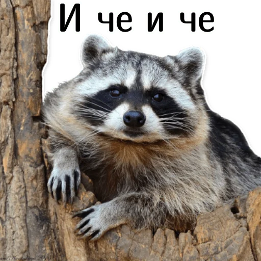 🤔 Стикер «offensive_raccoons» для Telegram