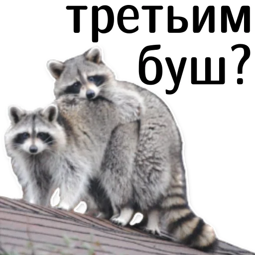 👪 Стикер «offensive_raccoons» для Telegram
