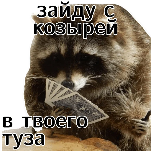 🃏 Стикер «offensive_raccoons» для Telegram