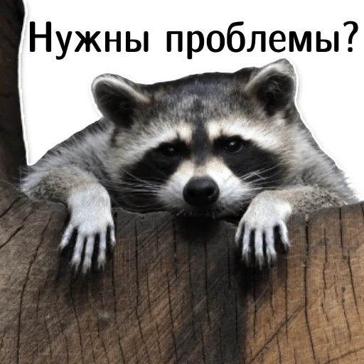 👊 Стикер «offensive_raccoons» для Telegram
