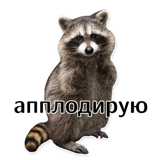🙏 Стикер «offensive_raccoons» для Telegram