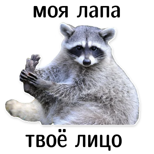 🦵 Стикер «offensive_raccoons» для Telegram