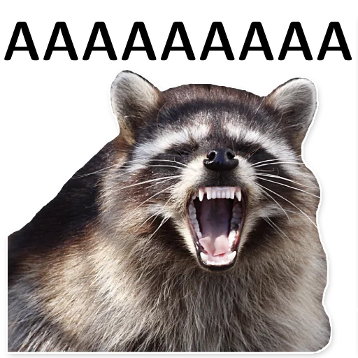 🤬 Стикер «offensive_raccoons» для Telegram