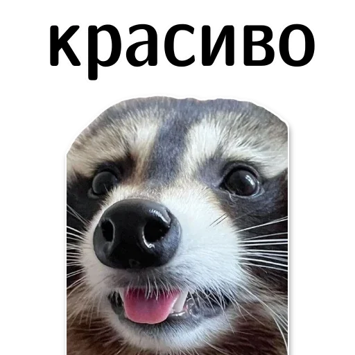 😍 Стикер «offensive_raccoons» для Telegram