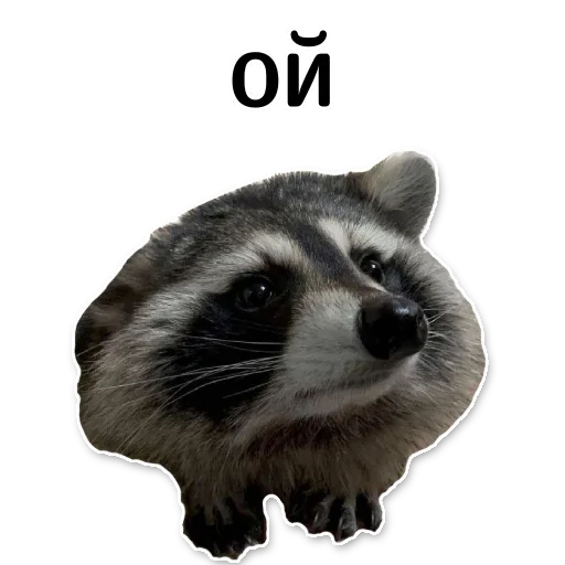 😬 Стикер «offensive_raccoons» для Telegram