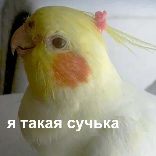 💅 Стикер «Лол(^_-)» для Telegram