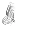 Стикер 31 𝒟𝑒𝑎𝓇 𝐿𝑜𝑣𝑒𝓇