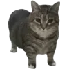 Стикер 20 Oiia Cat Без