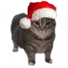 Стикер 4 Oiia Cat Без